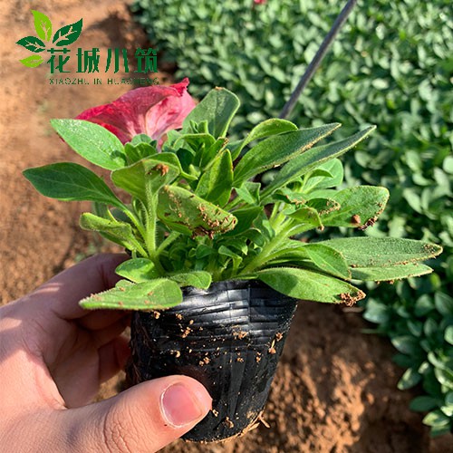 矮牽牛從發(fā)芽到開花多長時間
